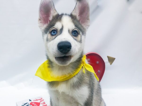 Siberian Husky DOG Male Silver & White 14745 Petland Wichita, Kansas