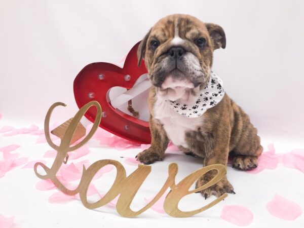 English Bulldog DOG Male Brindle & White 14746 Petland Wichita, Kansas