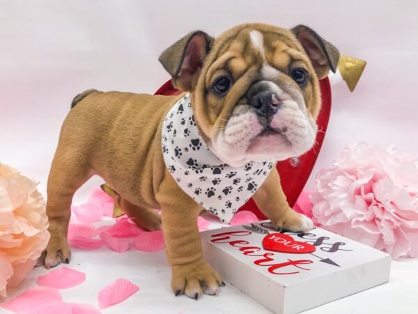 English Bulldog DOG Male Fawn and White 14748 Petland Wichita, Kansas