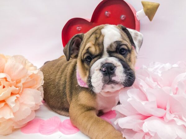 English Bulldog DOG Female Fawn and White 14749 Petland Wichita, Kansas