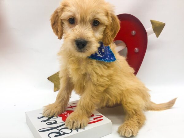 Miniature Goldendoodle DOG Male Gold 14750 Petland Wichita, Kansas