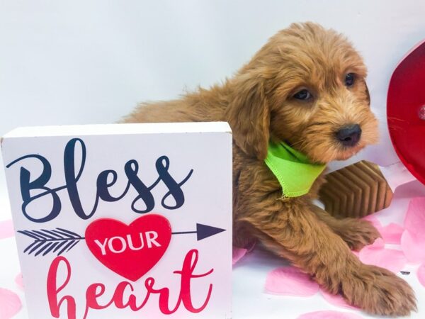 Miniature Goldendoodle-DOG-Male-Red-14751-Petland Wichita, Kansas