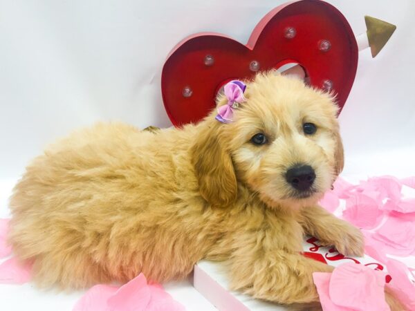 Miniature Goldendoodle DOG Female Gold 14753 Petland Wichita, Kansas