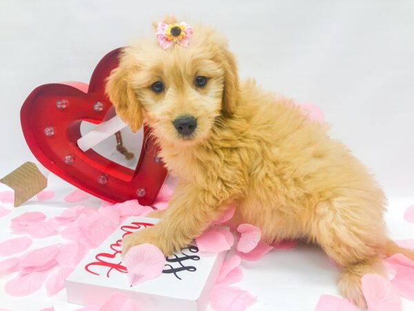 Miniature Goldendoodle DOG Female Gold 14754 Petland Wichita, Kansas