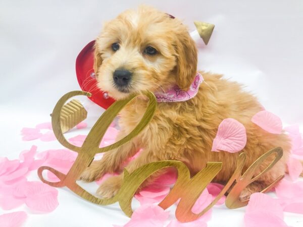 Miniature Goldendoodle DOG Female Gold 14755 Petland Wichita, Kansas