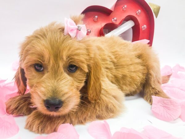 Miniature Goldendoodle DOG Female Gold 14752 Petland Wichita, Kansas