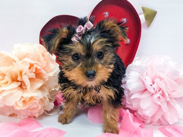 Yorkshire Terrier DOG Female Black & Tan 14756 Petland Wichita, Kansas