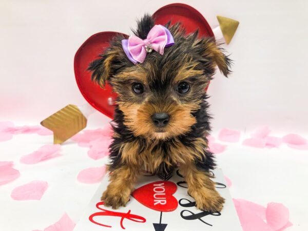 Yorkshire Terrier DOG Female Black & Tan 14757 Petland Wichita, Kansas