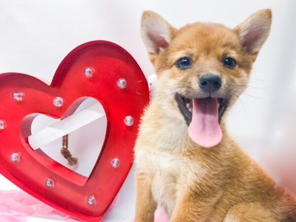 Shiba Inu DOG Male Sesame 14758 Petland Wichita, Kansas