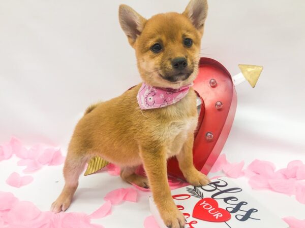 Shiba Inu DOG Female Sesame 14759 Petland Wichita, Kansas