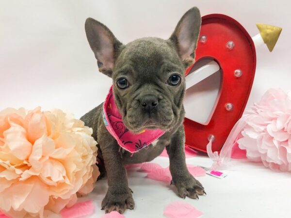 French Bulldog DOG Female Blue 14760 Petland Wichita, Kansas