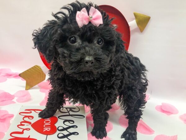 Miniature Poodle DOG Female Black 14761 Petland Wichita, Kansas