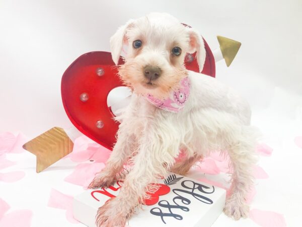 Miniature Schnauzer DOG Female White 14763 Petland Wichita, Kansas