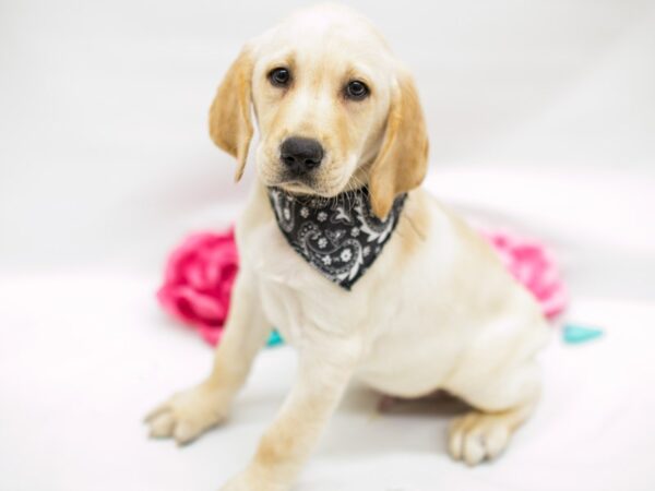 English Labrador Retriever-DOG-Male-Yellow-14770-Petland Wichita, Kansas