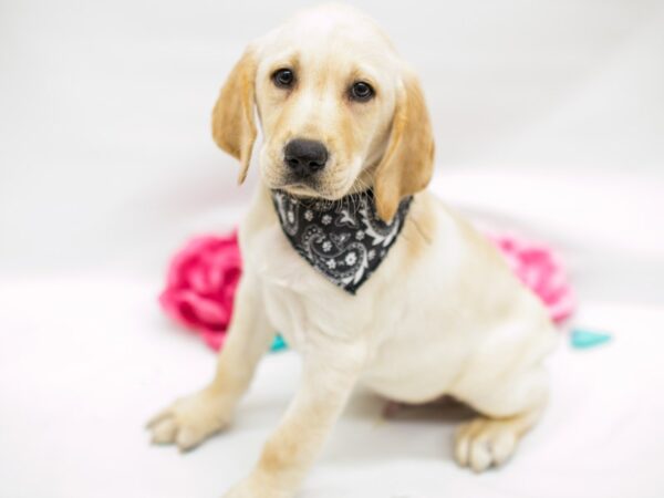 English Labrador Retriever DOG Male Yellow 14770 Petland Wichita, Kansas