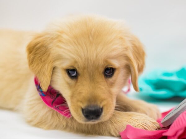 Golden Retriever DOG Female Golden 14769 Petland Wichita, Kansas