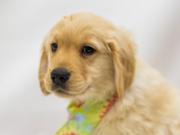 Golden Retriever DOG Male Golden 14767 Petland Wichita, Kansas