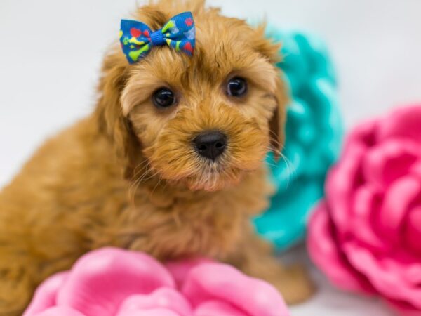 Cavapoo DOG Female Red 14776 Petland Wichita, Kansas