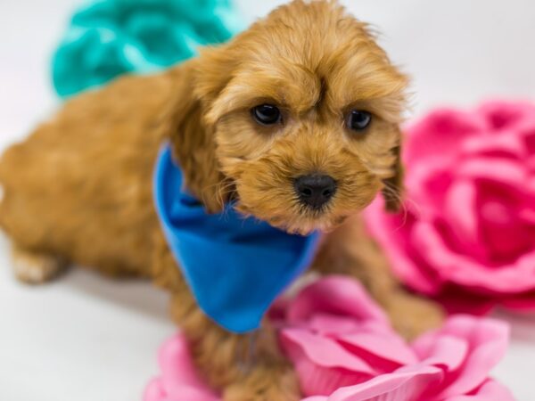 Cavapoo DOG Male Red 14773 Petland Wichita, Kansas