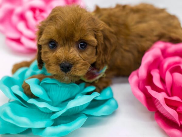 Cavapoo DOG Male Red 14774 Petland Wichita, Kansas