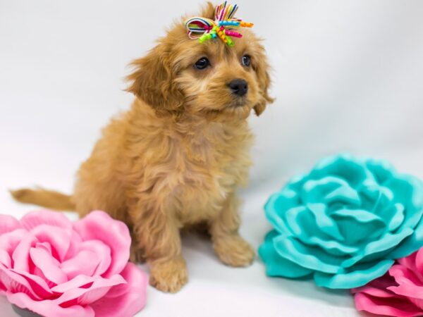 Cavapoo DOG Female Red 14777 Petland Wichita, Kansas