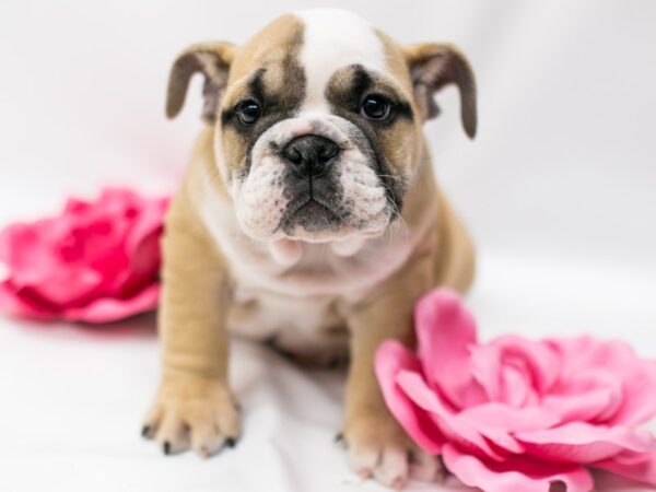 English Bulldog DOG Female Fawn & White 14794 Petland Wichita, Kansas