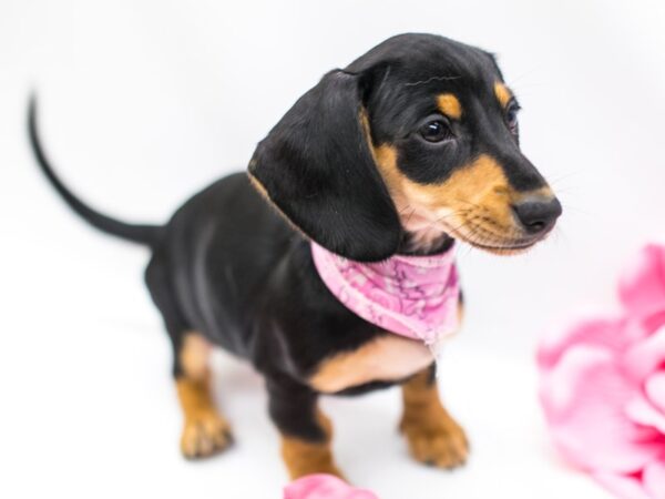 Miniature Dachshund DOG Female Black and Tan 14793 Petland Wichita, Kansas