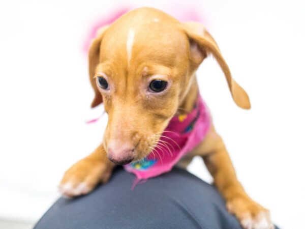 Miniature Dachshund-DOG-Female-Cream-14792-Petland Wichita, Kansas