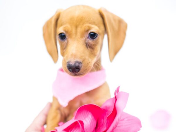 Miniature Dachshund DOG Female Cream 14791 Petland Wichita, Kansas