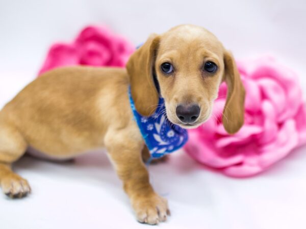 Miniature Dachshund DOG Male Cream 14790 Petland Wichita, Kansas