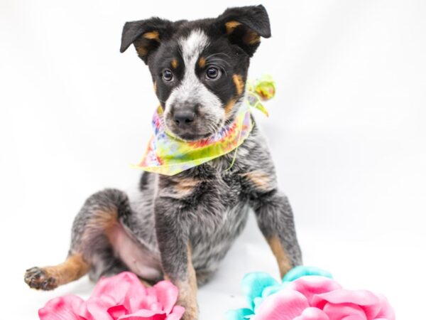 Australian Cattle Dog DOG Male Blue 14788 Petland Wichita, Kansas