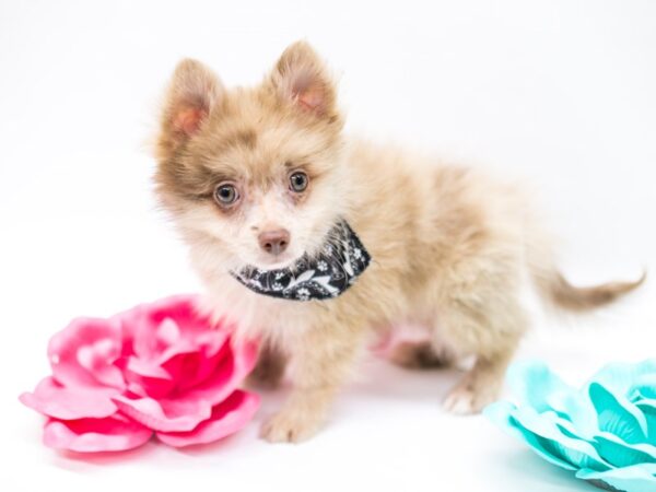 Toy Aussie Eskimo DOG Male Chocolate Merle 14786 Petland Wichita, Kansas