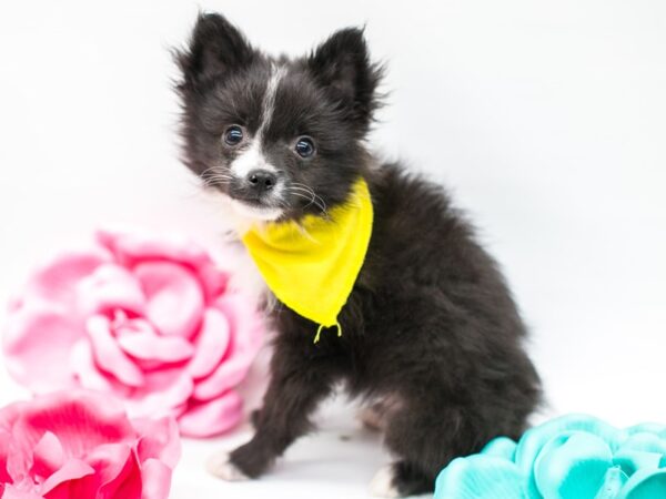 Toy Aussie Eskimo DOG Male Black w White 14787 Petland Wichita, Kansas