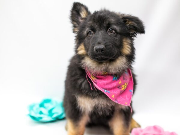 German Shepherd-DOG-Female-Black and Tan-14784-Petland Wichita, Kansas