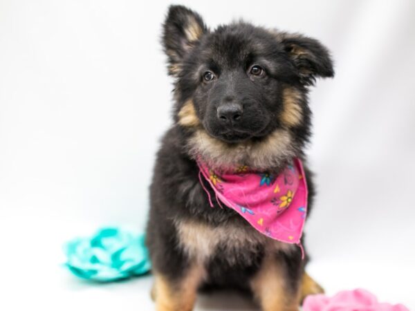 German Shepherd DOG Female Black and Tan 14784 Petland Wichita, Kansas