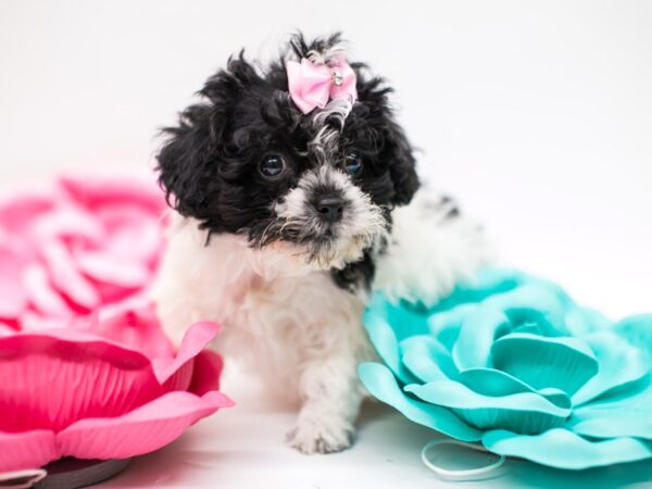 Shih Poo DOG Female Black & White 14783 Petland Wichita, Kansas