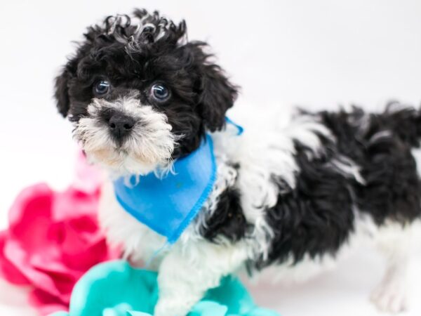 Shih Poo DOG Male Black & White 14782 Petland Wichita, Kansas