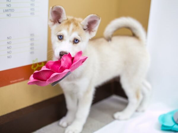 Siberian Husky DOG Female Red and White 14778 Petland Wichita, Kansas