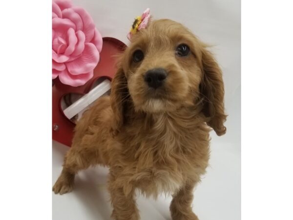 Cock A Poo DOG Female Red & White 14781 Petland Wichita, Kansas