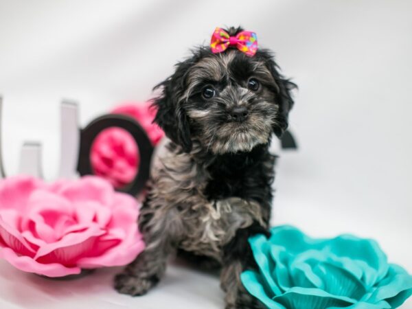 Cockapoo DOG Female Blue Merle 14825 Petland Wichita, Kansas