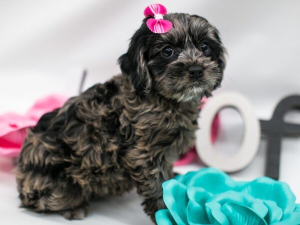 Cockapoo DOG Female Blue Merle 14824 Petland Wichita, Kansas