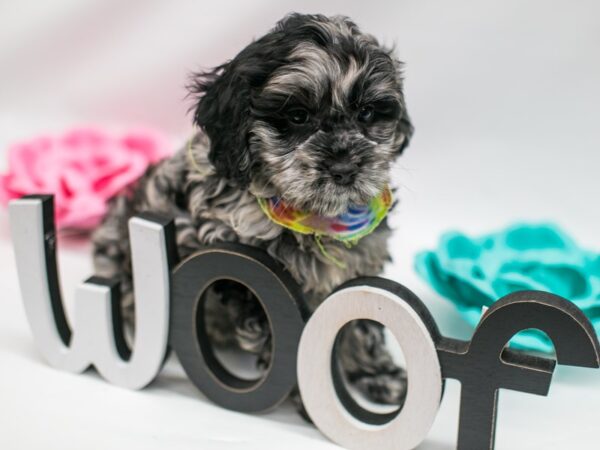 Cockapoo DOG Male Blue Merle 14823 Petland Wichita, Kansas