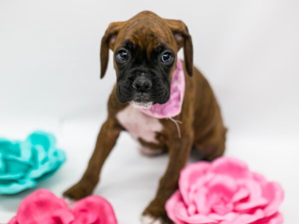 Boxer DOG Female Brindle & White 14822 Petland Wichita, Kansas