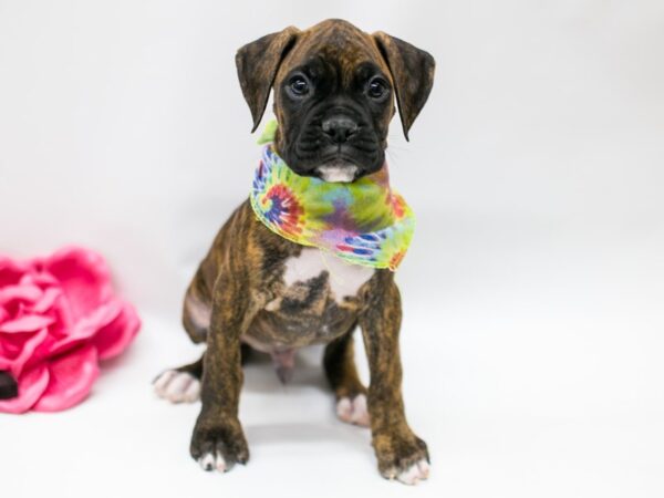 Boxer DOG Male Brindle & White 14821 Petland Wichita, Kansas