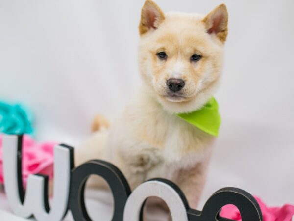 Shiba Inu-DOG-Male-Cream-14820-Petland Wichita, Kansas