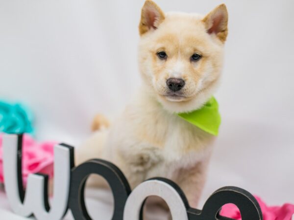 Shiba Inu DOG Male Cream 14820 Petland Wichita, Kansas