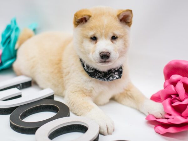 Shiba Inu DOG Male Cream 14819 Petland Wichita, Kansas