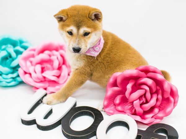 Shiba Inu-DOG-Female-Sesame-14818-Petland Wichita, Kansas