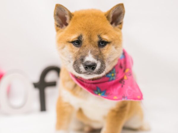 Shiba Inu DOG Female Sesame 14817 Petland Wichita, Kansas