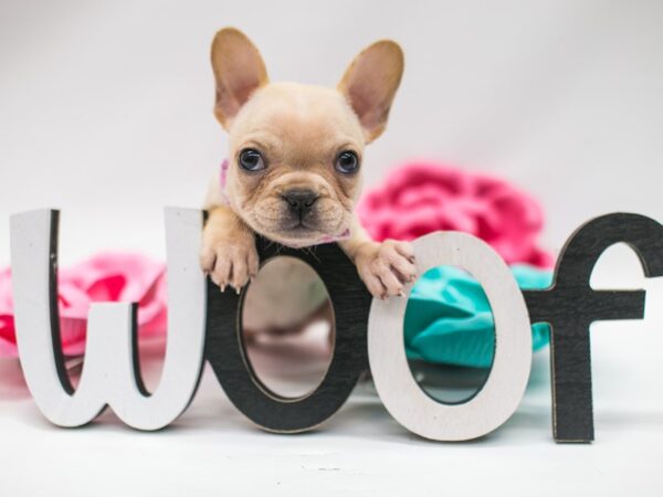 French Bulldog-DOG-Female-Cream-14814-Petland Wichita, Kansas